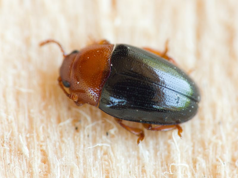 Triplax lepida Faldermann, 1835